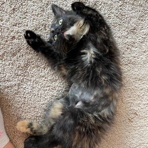 Meet your Posher, Renee